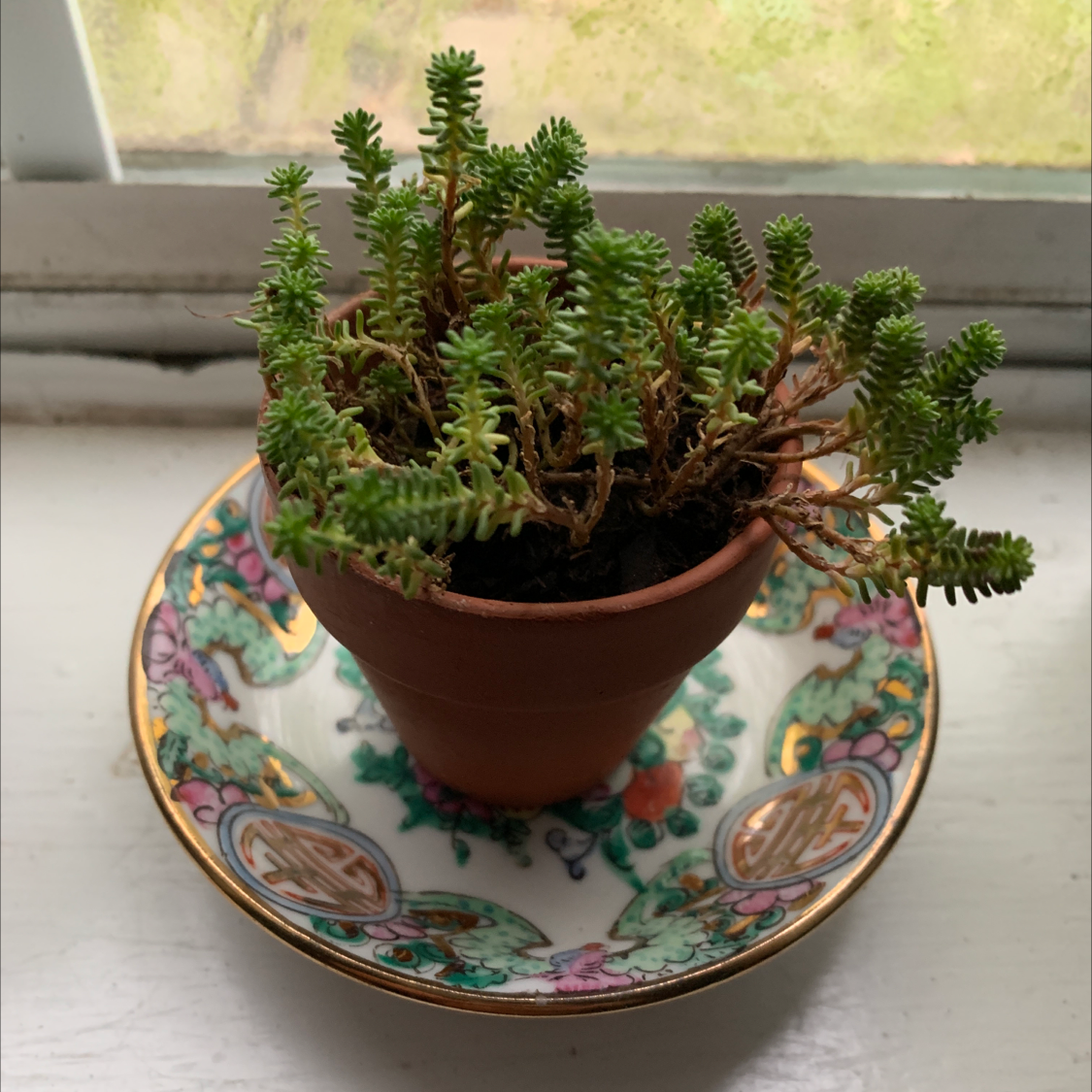 Potted Tasteless Stonecrop plant in a terracotta pot on a decorative saucer. Some browning leaves visible.