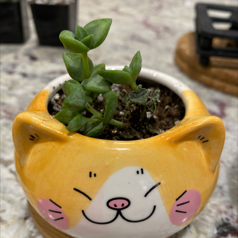 Tom Thumb succulent plant in a cat-themed pot with visible soil.