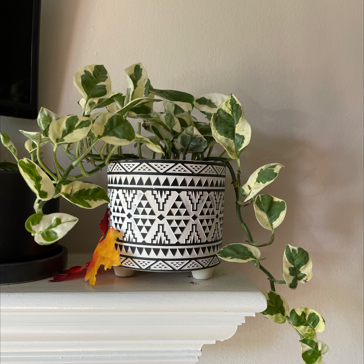 Pothos N' Joy plant in a decorative pot with variegated green and white leaves.