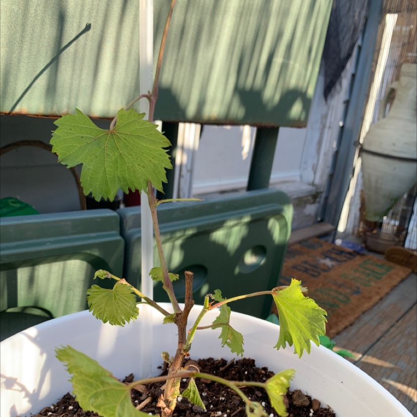 Healthy Grape Ivy plant growing in a white pot, with vine stems supported by thin wooden stakes on a wooden deck.