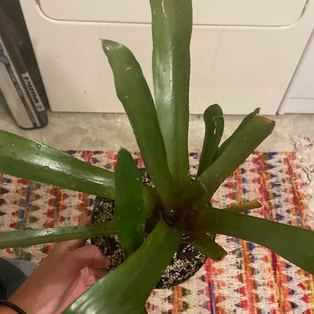 Photo of the plant species Black Jack Bromeliad by Lauren named Jack on Greg, the plant care app