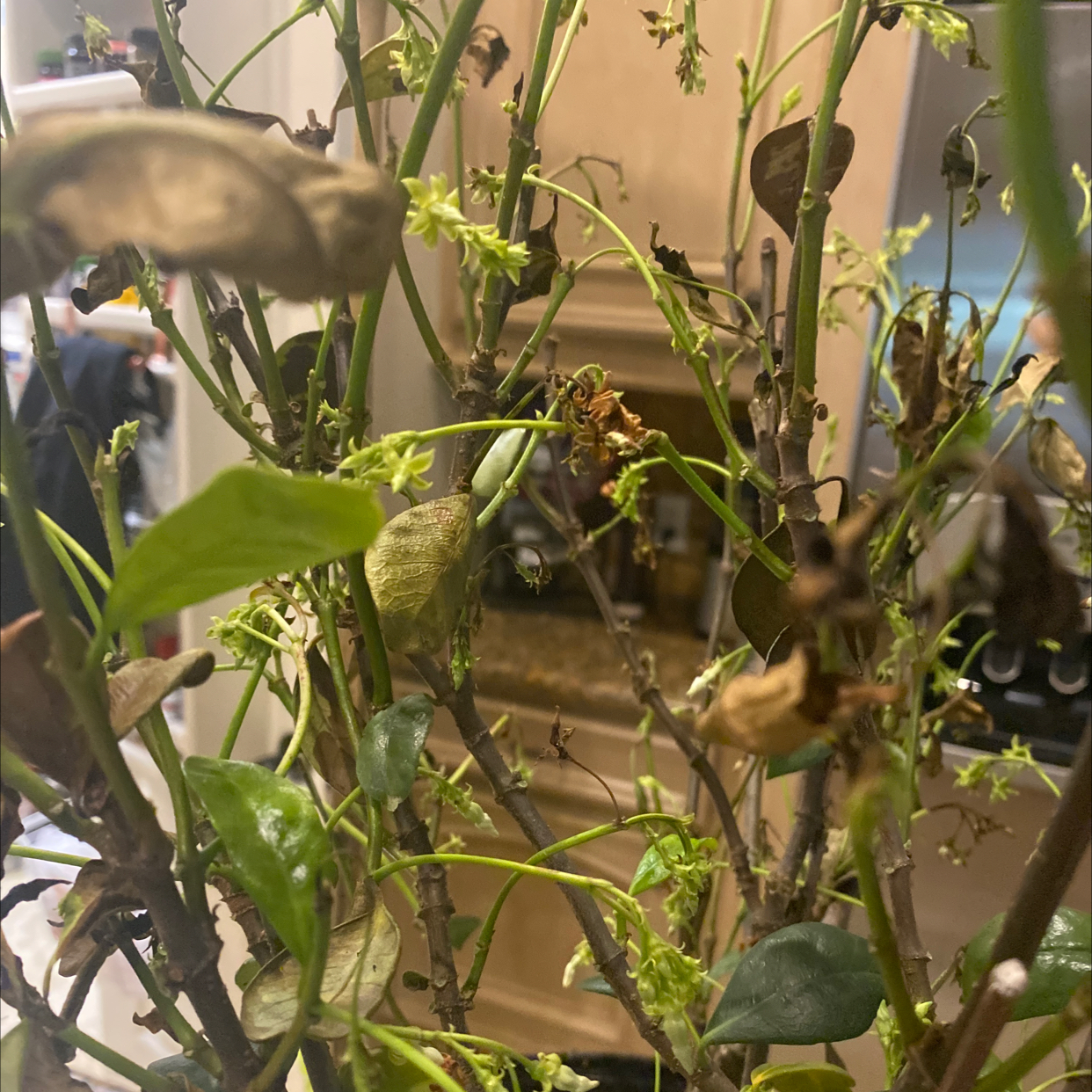 Healthy, thriving Arabian Jasmine plant with lush green leaves and many new flower buds emerging, potted in well-draining soil mix.