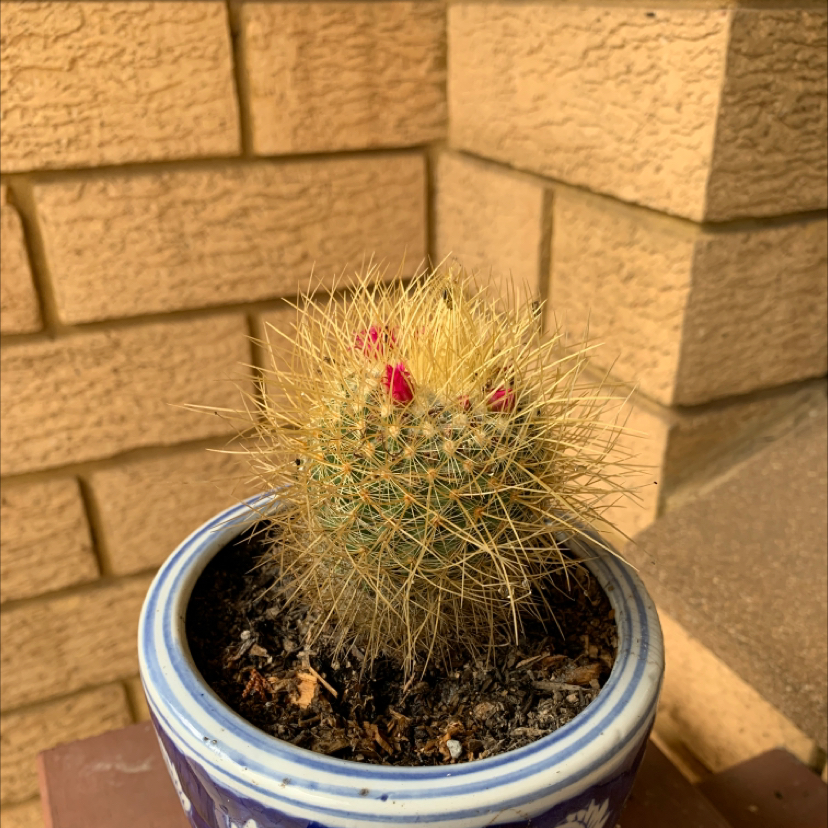 Spiny Pincushion Cactus in a blue pot with visible soil and small red flowers.