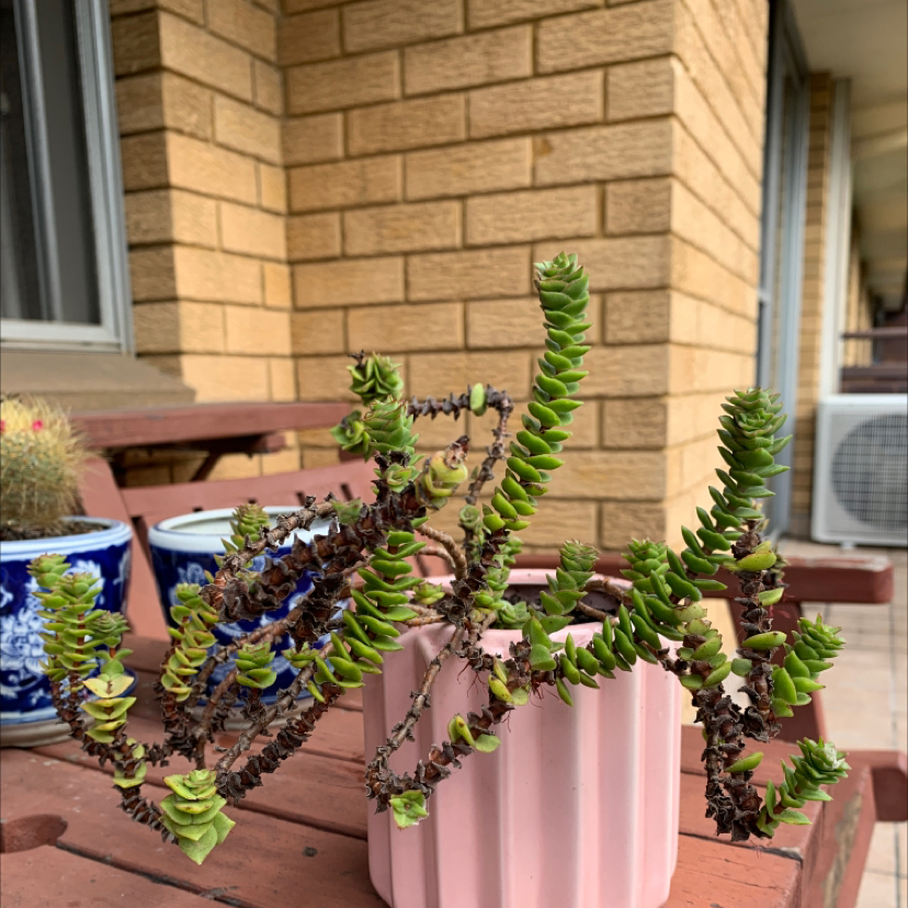 Photo of the plant species Green Pagoda by @rosesreflection named spike on Greg, the plant care app