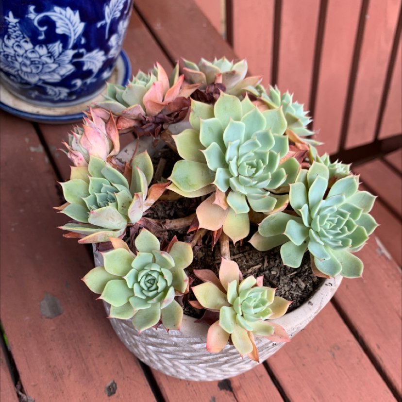 Photo of the plant species Echeveria 'Allegra' by @rosesreflection named van gogh on Greg, the plant care app