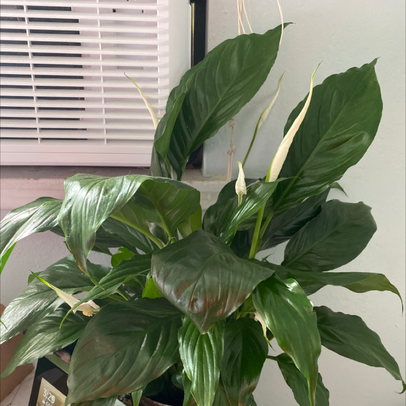 Peace Lily plant photo by @breadna named Lily on Greg, the plant care app.