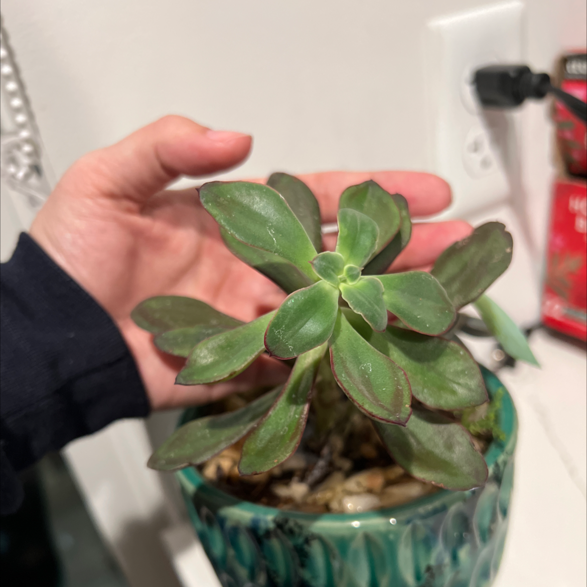 Tree Aeonium plant in a decorative pot, held by a hand, with green healthy leaves.