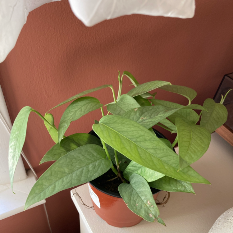 Photo of the plant species Cebu Blue Pothos by @Coworker named Murphy on Greg, the plant care app
