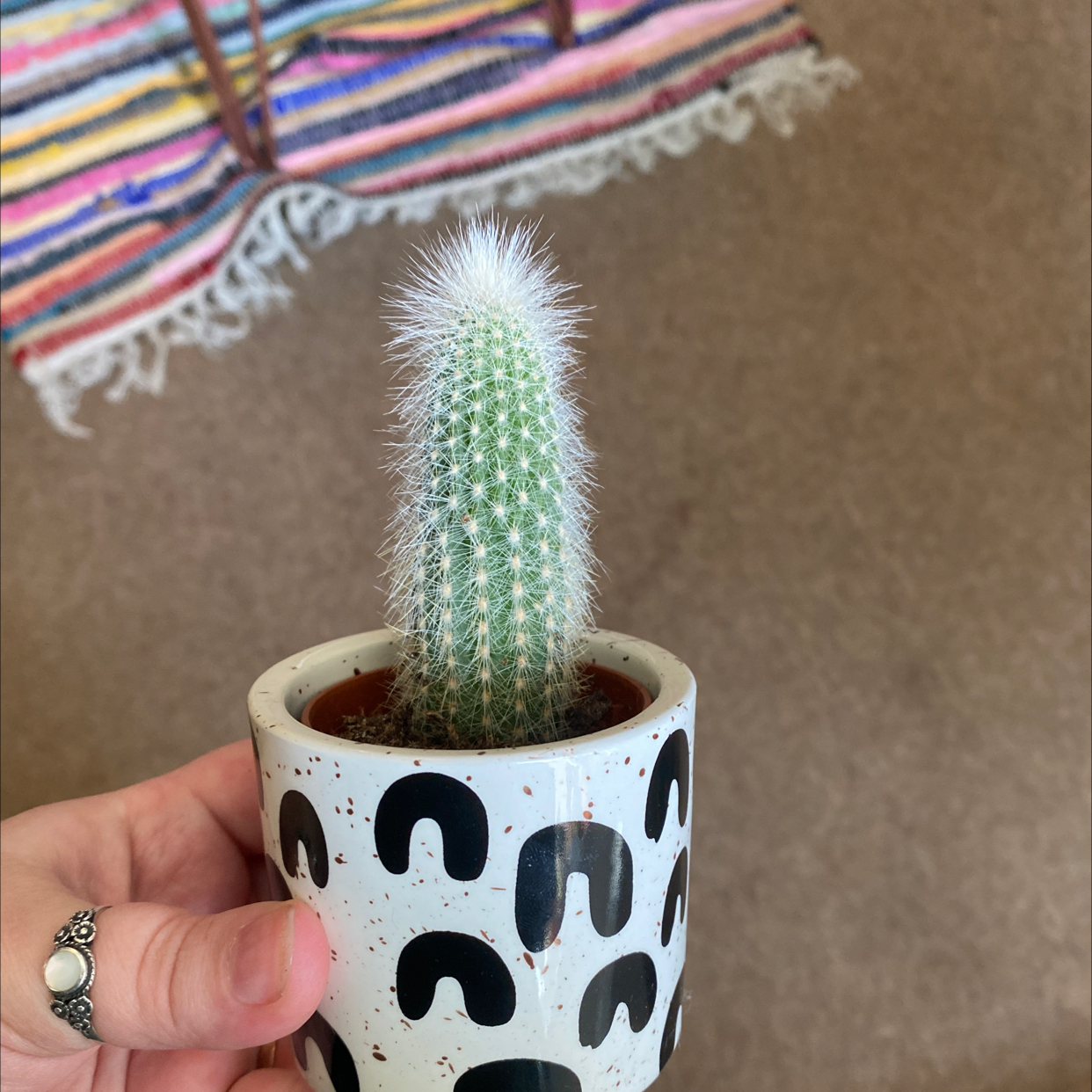 Silver Torch Cactus in a small decorative pot, held by a hand.
