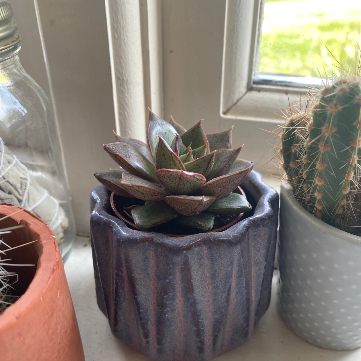 Echeveria purpusiorum succulent in a pot on a windowsill, appears healthy.