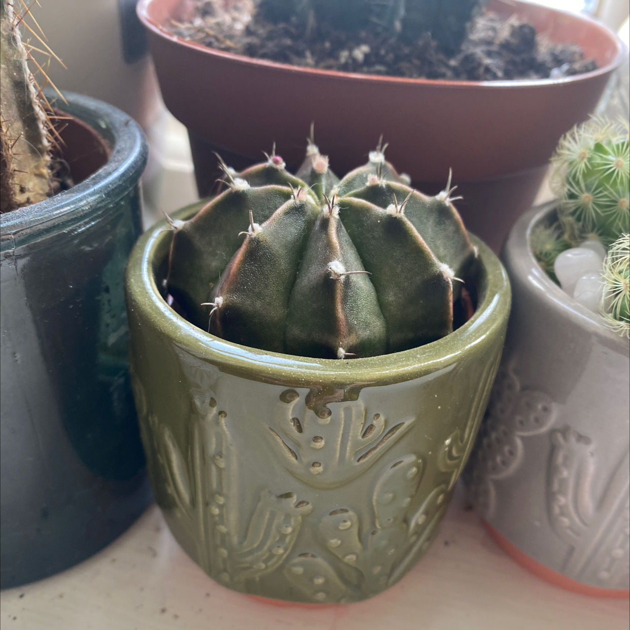 Gymnocalycium stenopleurum cactus in a decorative pot, healthy and well-framed.