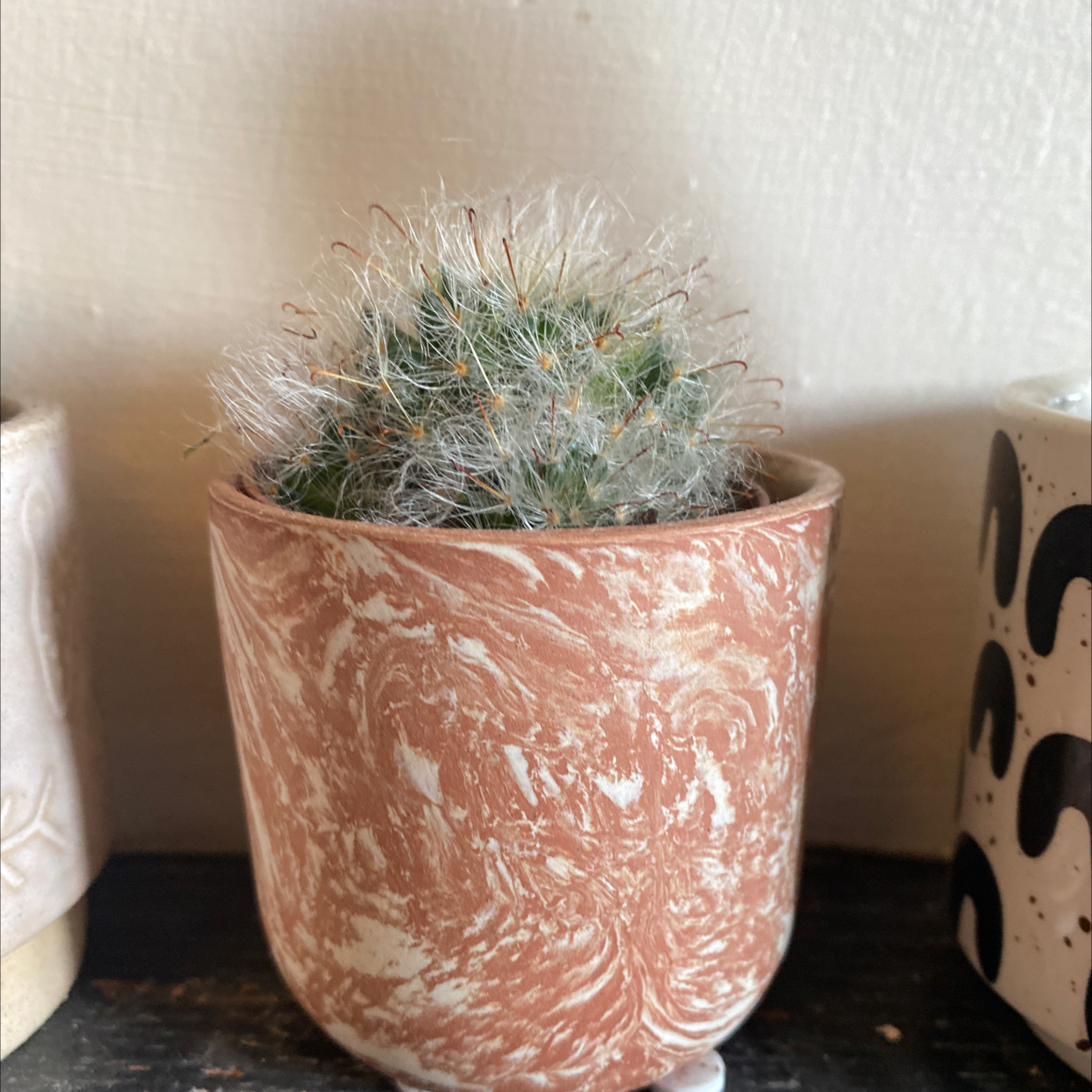 Peruvian Old Man Cactus in a decorative pot with white, hair-like spines.