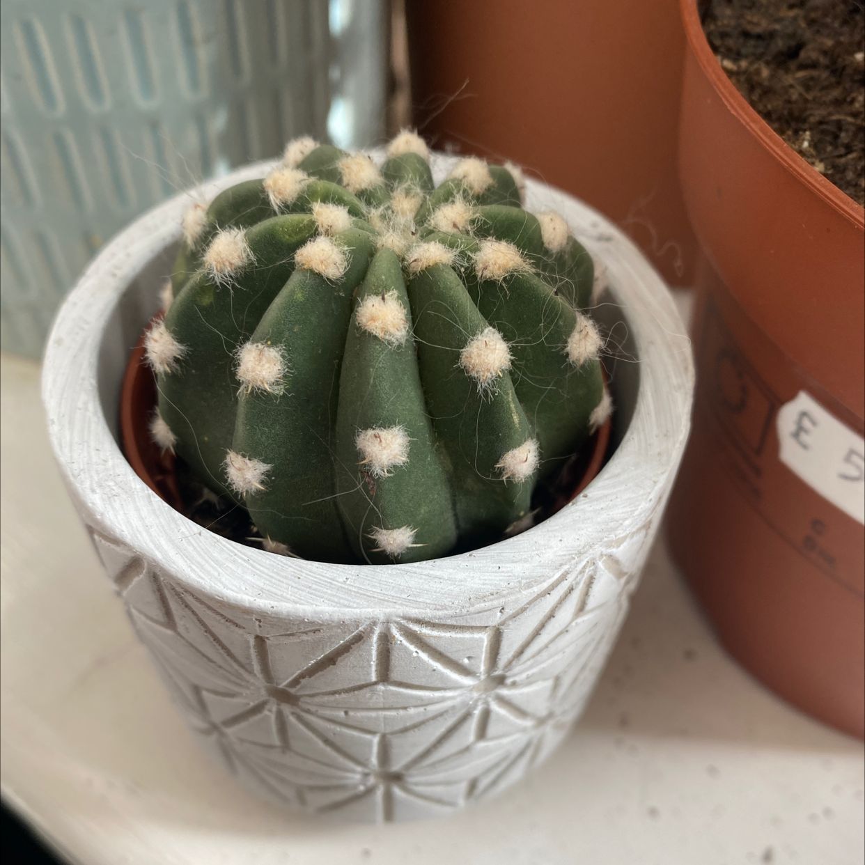 Domino Cactus in a decorative pot with visible soil, appears healthy.