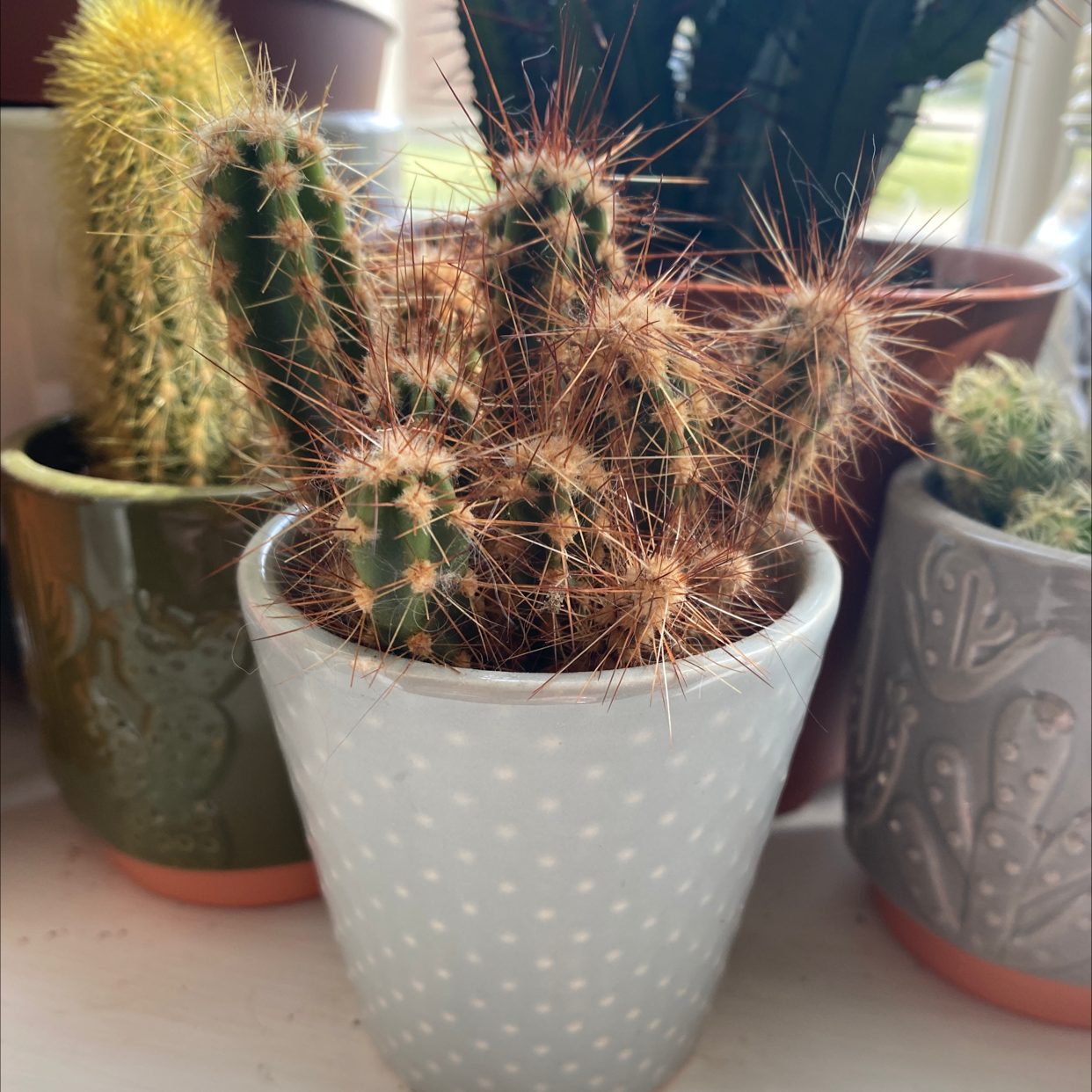Kingcup Cactus in a white polka dot pot, surrounded by other potted plants.