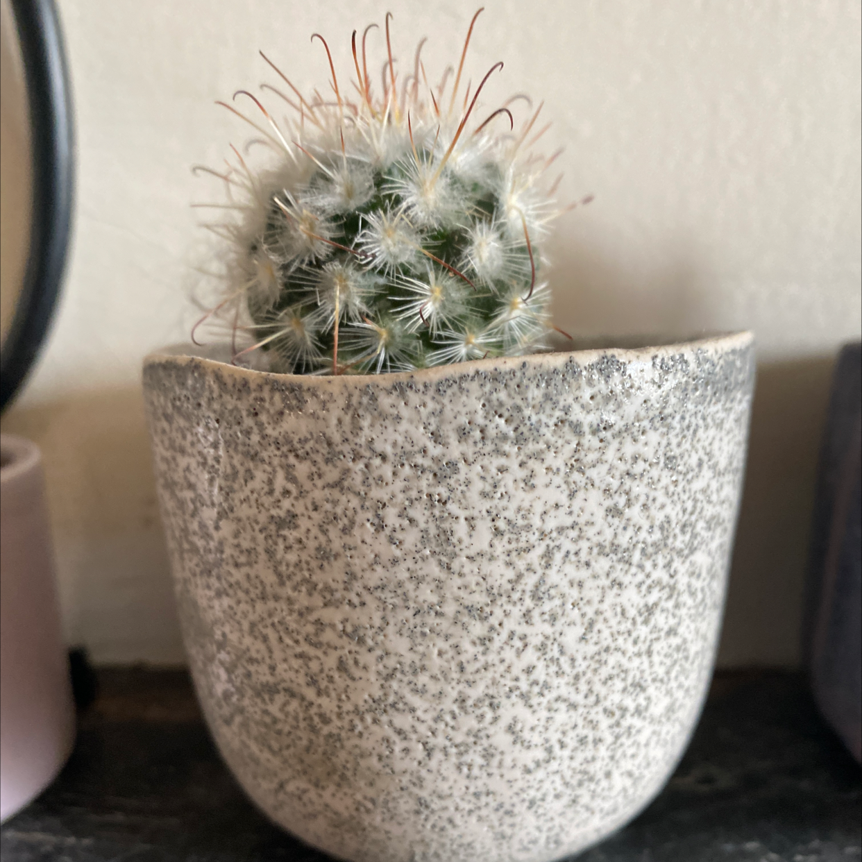 Common Fishhook Cactus in a textured pot, well-centered and healthy.