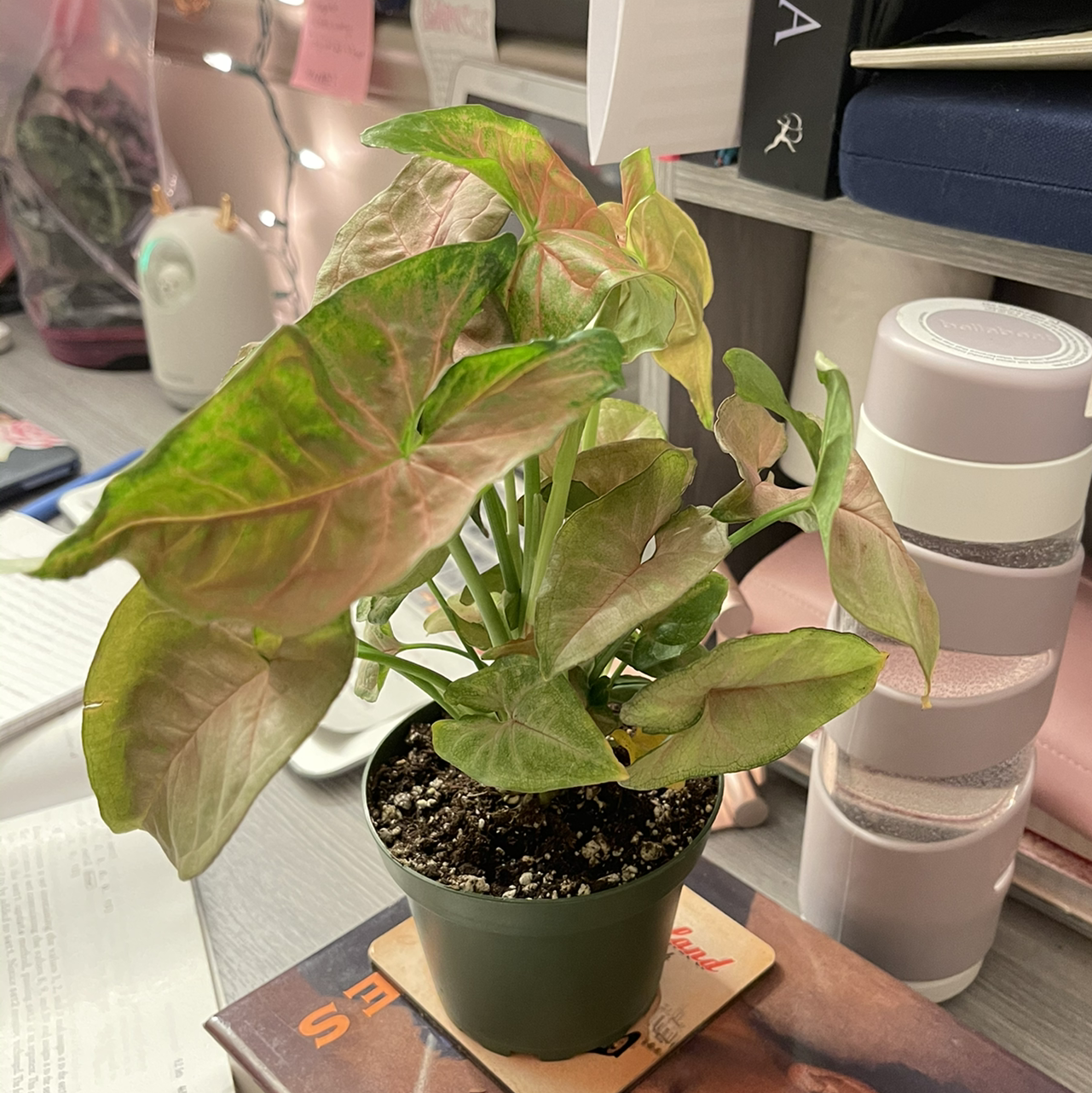 Red Heart plant photo by @Xensfoliage named Song Podophyl on Greg, the plant care app.