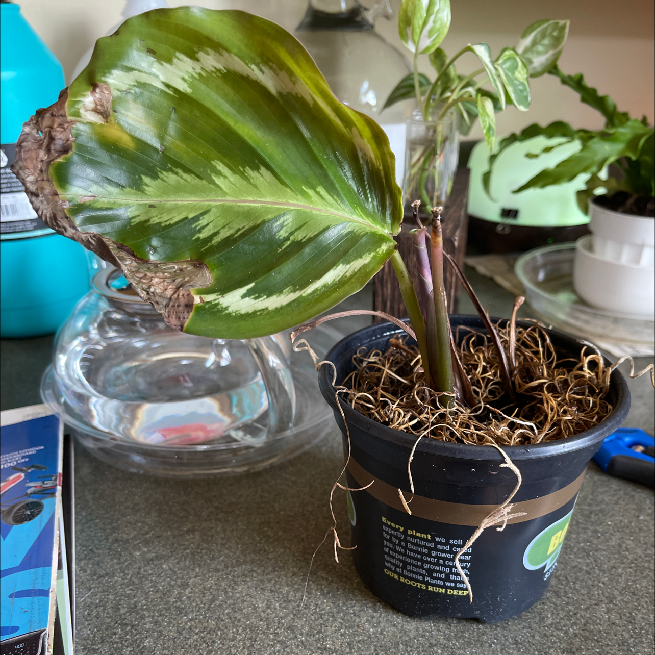 Rose Calathea plant photo by @Xensfoliage named Shindekudasai Calathea on Greg, the plant care app.