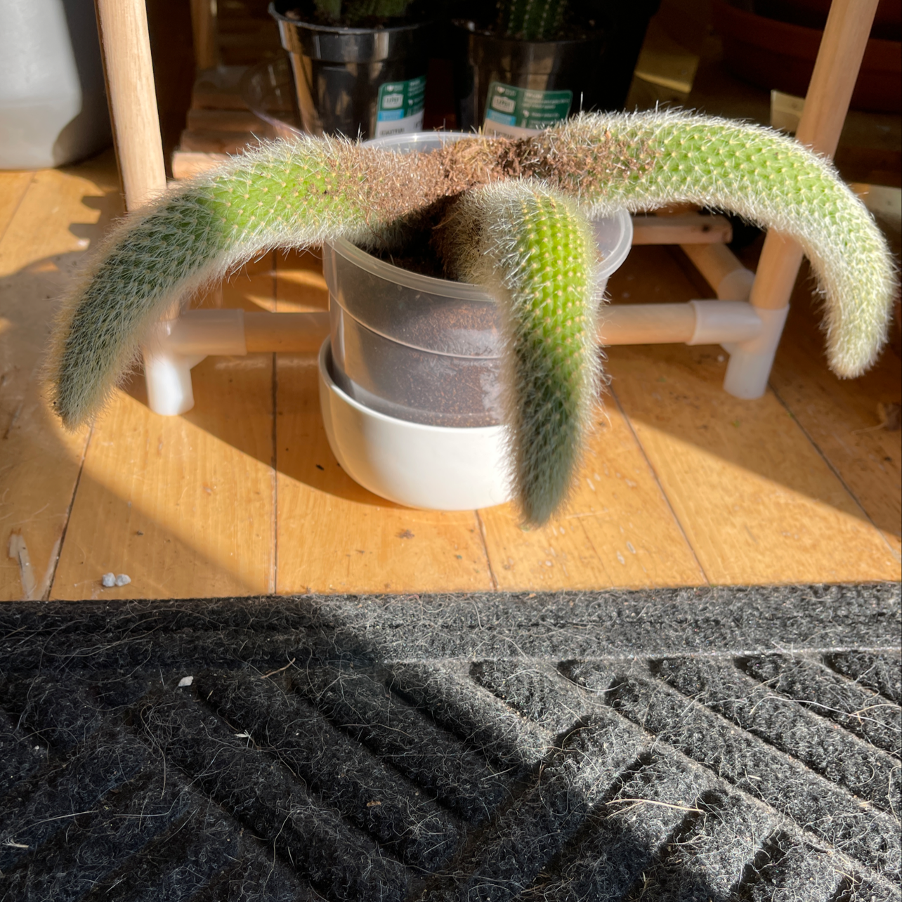 Monkey Tail Cactus in a pot with long, trailing stems covered in fine spines.