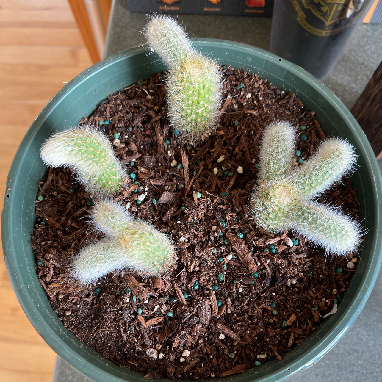 Monkey Tail Cactus in a pot with multiple stems covered in white spines.