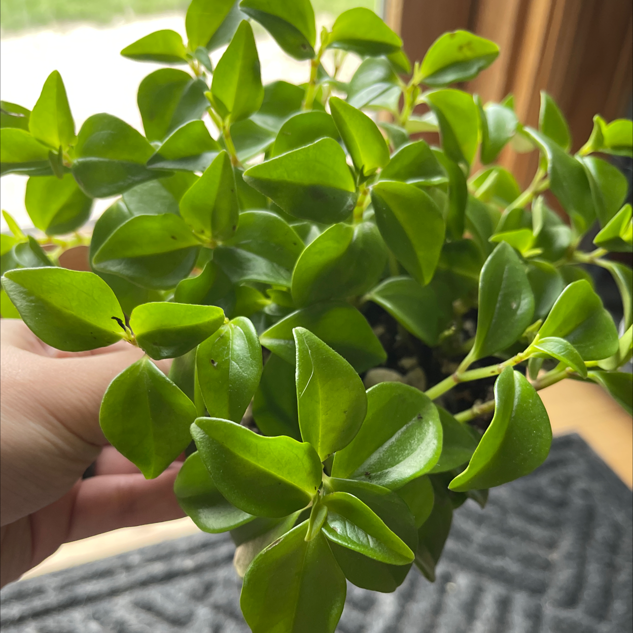 Healthy Peperomia trinervula plant with vibrant green leaves, held by a hand.