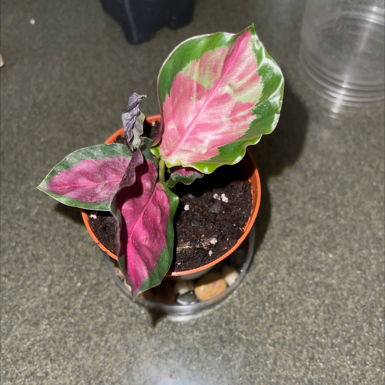 Rose Calathea plant photo by @Xensfoliage named Rosey Calathea on Greg, the plant care app.