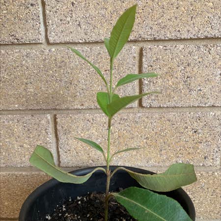 Photo of the plant species Lemon Myrtle by Vivica named Bigleef Smalls on Greg, the plant care app