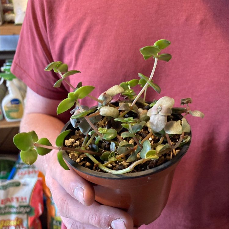 Hands holding a potted Crassula Pellucida succulent plant with elongated stems and mostly healthy green leaves, in need of more light.