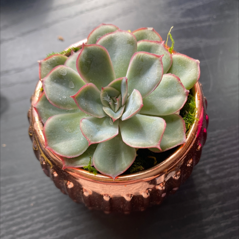 Blue Echeveria plant in a decorative pot, appearing healthy with plump leaves.