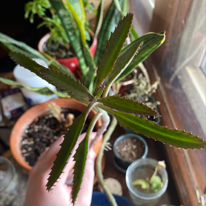 Healthy Mother of Thousands succulent plant with baby plantlets on leaf edges, held in hands for close-up view.