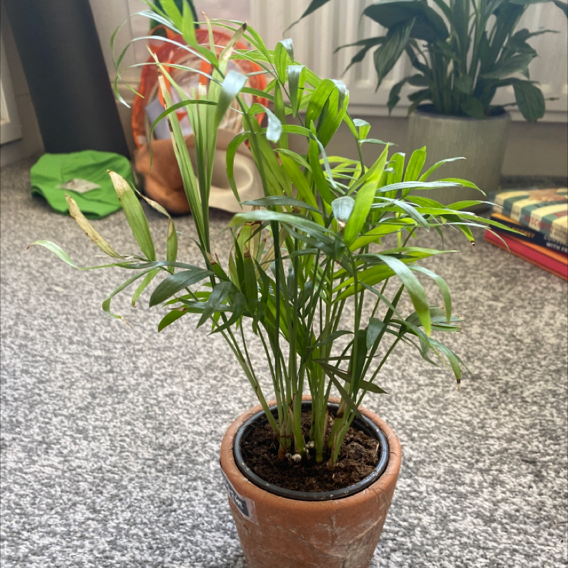 Parlour Palm plant photo by @gemwarnes named Gissin on Greg, the plant care app.