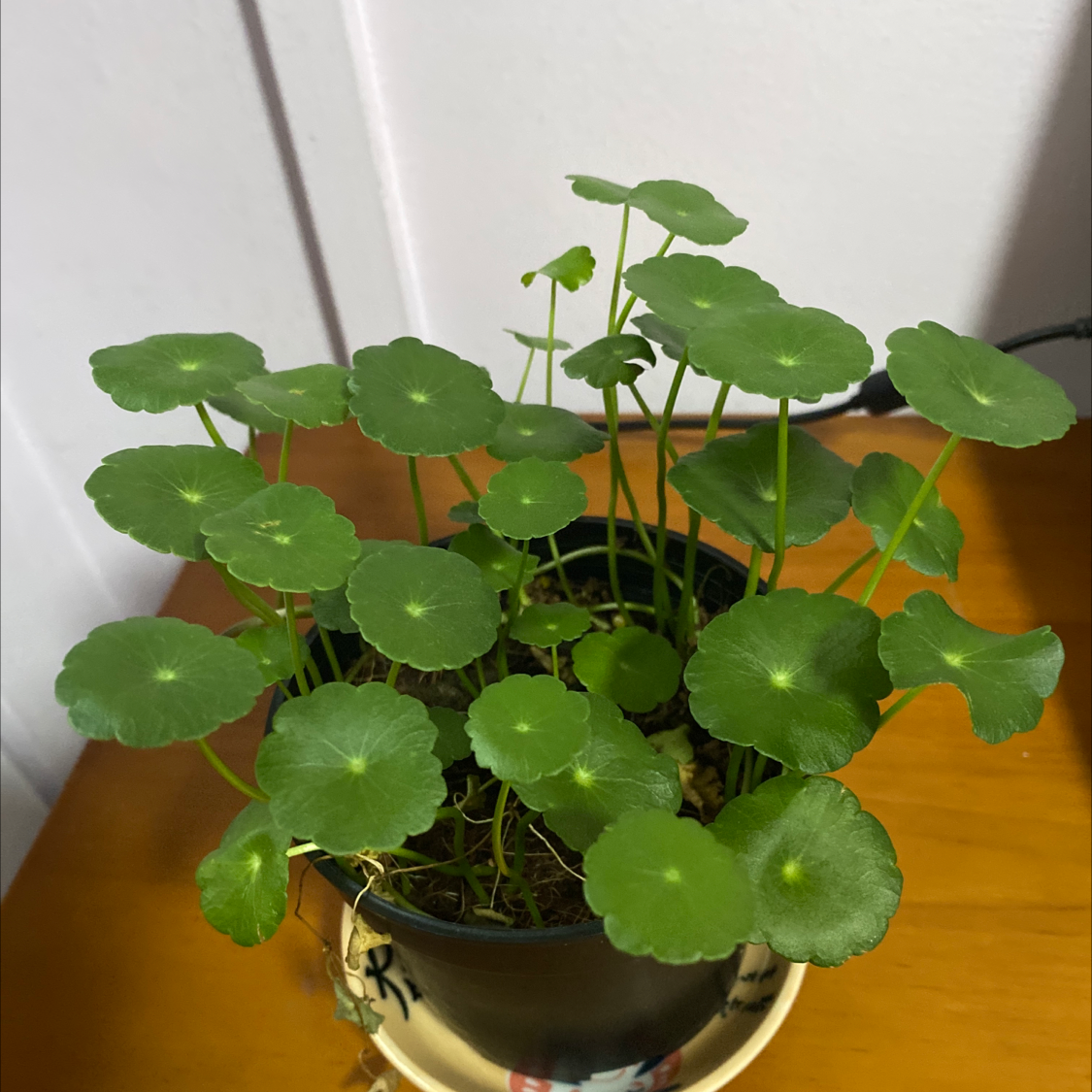 Manyflower Marshpennywort plant in a pot with healthy green leaves.