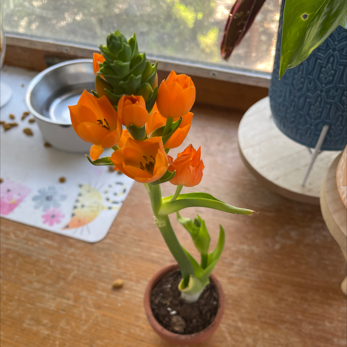 Sun Star plant with vibrant orange flowers in a small pot on a wooden surface.