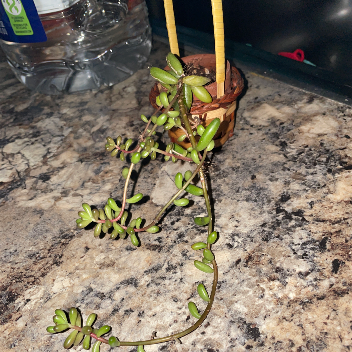 A healthy White Stonecrop plant with trailing stems and fleshy leaves in a small pot.