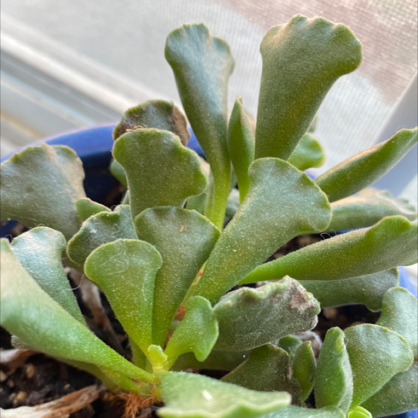 Photo of the plant species Pillow Feet Crinkle Leaf Plant by @vixen named xena on Greg, the plant care app