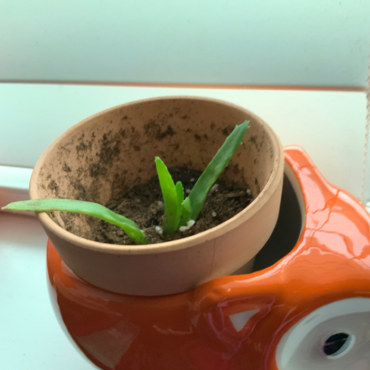 Aloe vera plant photo by Jazmine named Pablo Picasso on Greg, the plant care app.