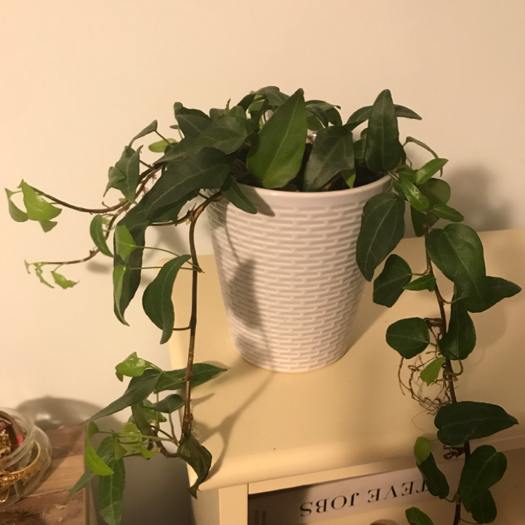 Potted Lesser Periwinkle plant with trailing vines and green leaves on a shelf.