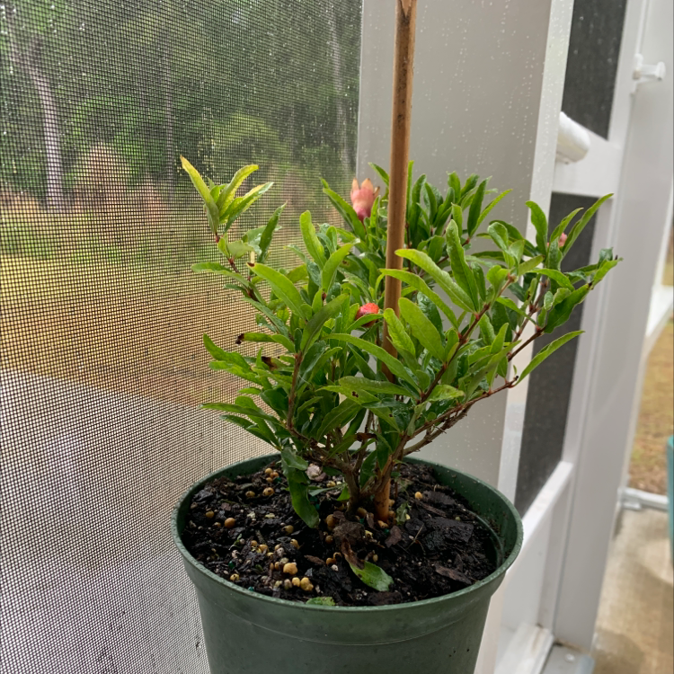 Pomegranate plant in a pot near a window, with green leaves and a few flowers.