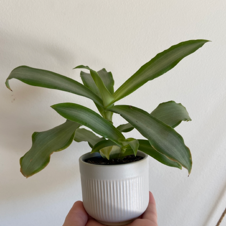 Basket Plant in a white pot held by a hand, with green leaves and no visible signs of disease.