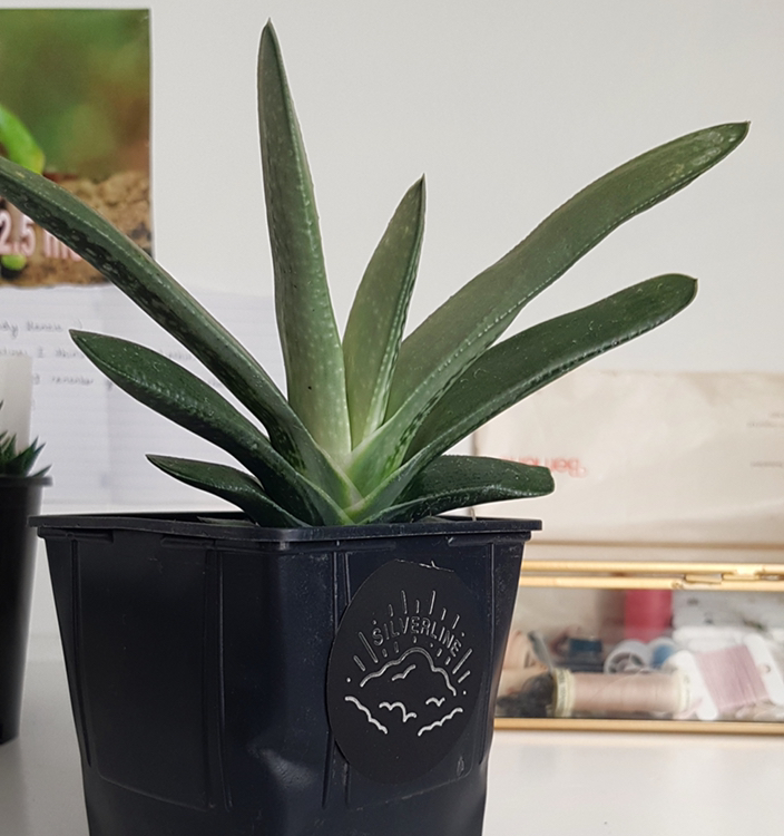 Photo of the plant species Gasteria 'Purple Dragon' by @Mackenzieduff1819 named Snow on Greg, the plant care app