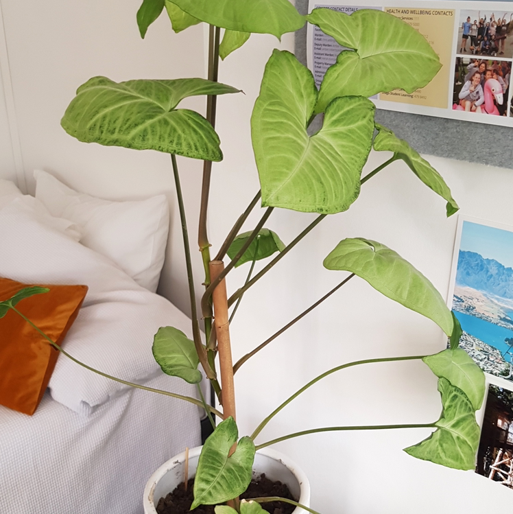 Photo of the plant species Syngonium 'Gold Allusion' by @Mackenzieduff1819 named Stevie on Greg, the plant care app