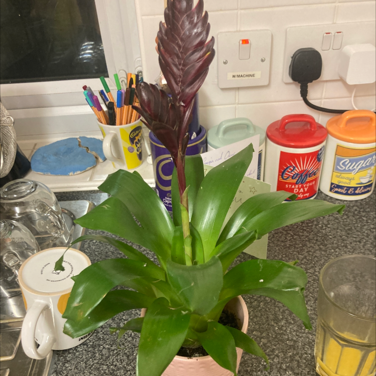 Flaming Sword plant (Vriesea splendens) with vibrant green leaves and a red inflorescence in a pot on a kitchen counter.