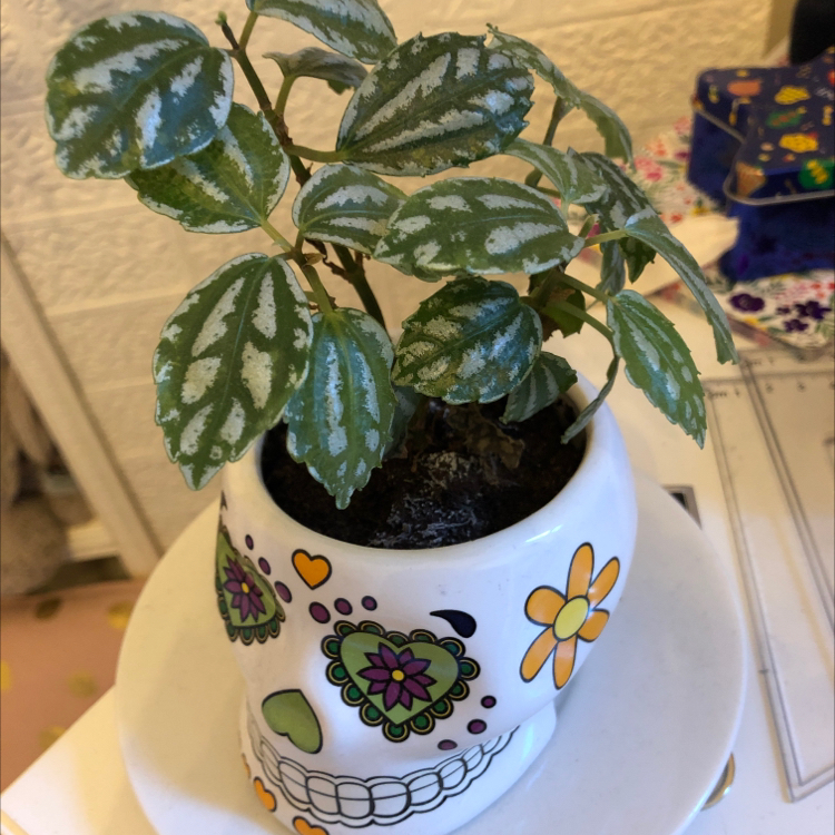 Aluminum Plant plant photo by @maddie_honor named Frank Sinatra on Greg, the plant care app.