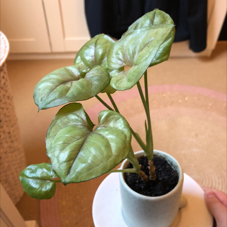 Red Heart plant photo by @maddie_honor named Greg on Greg, the plant care app.