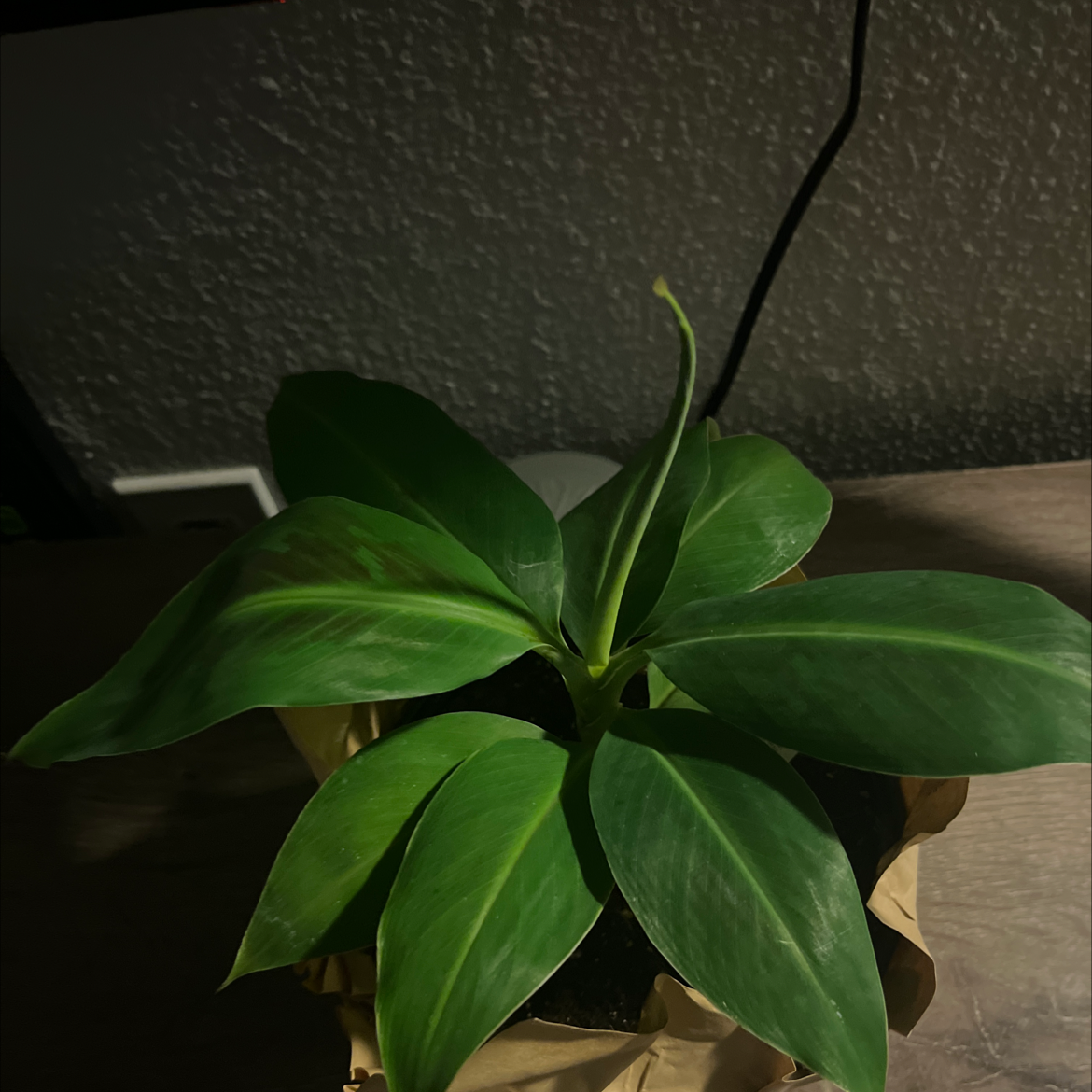 Dwarf Banana plant with broad green leaves in a pot with visible soil.