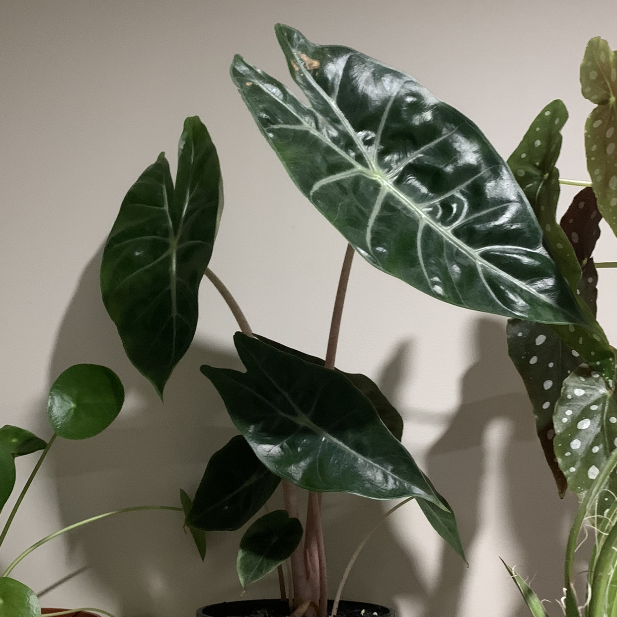 Alocasia Pink Dragon plant with large, dark green leaves and prominent veins.