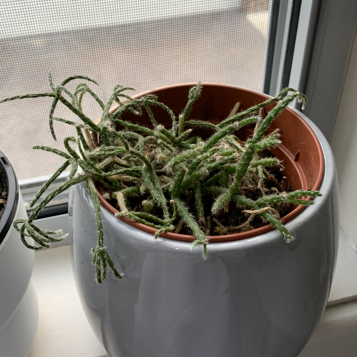 Hairy Stemmed Rhipsalis plant in a pot near a window with slightly wilted stems.