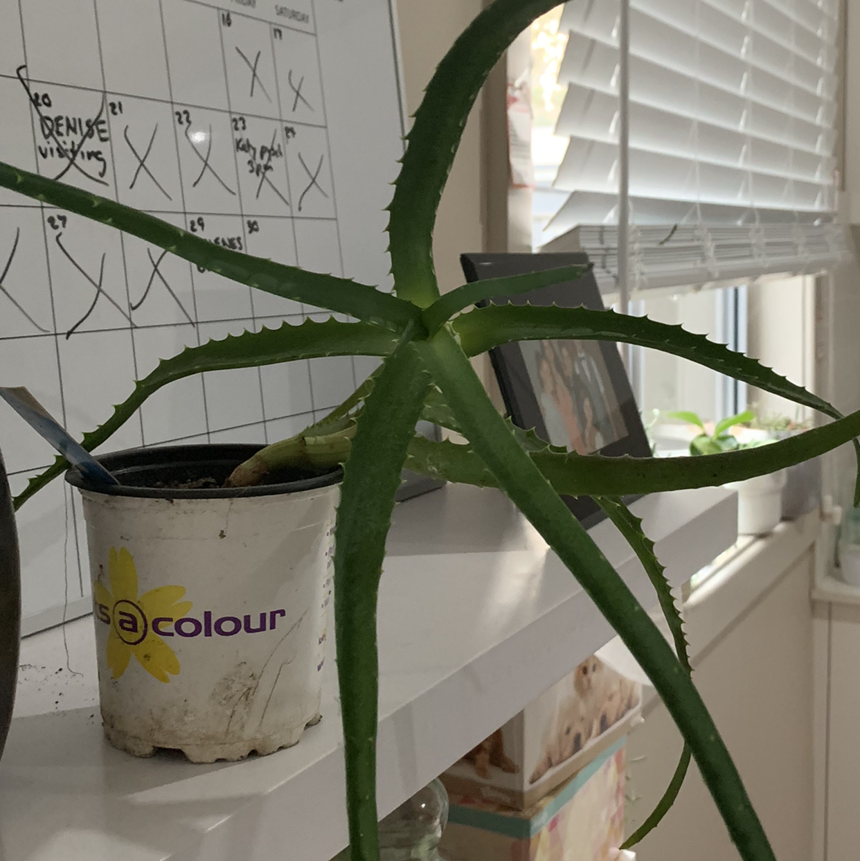 Candelabra Aloe plant in a small pot on a shelf, with green leaves and no visible health issues.