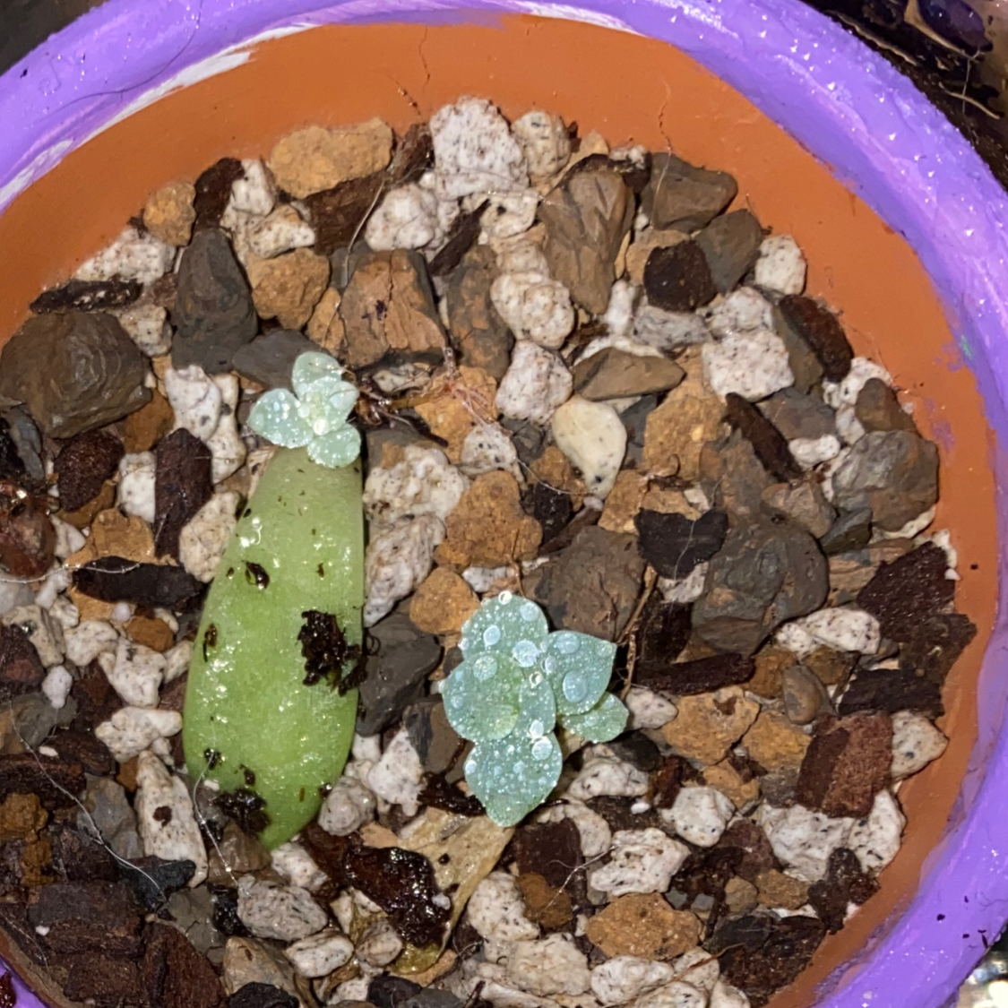 Photo of the plant species Echeveria 'Aphrodite' by @Superplantlady named Succulent bebes on Greg, the plant care app