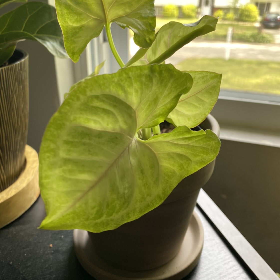 Photo of the plant species Syngonium 'Gold Allusion' by @Superplantlady named Luna on Greg, the plant care app
