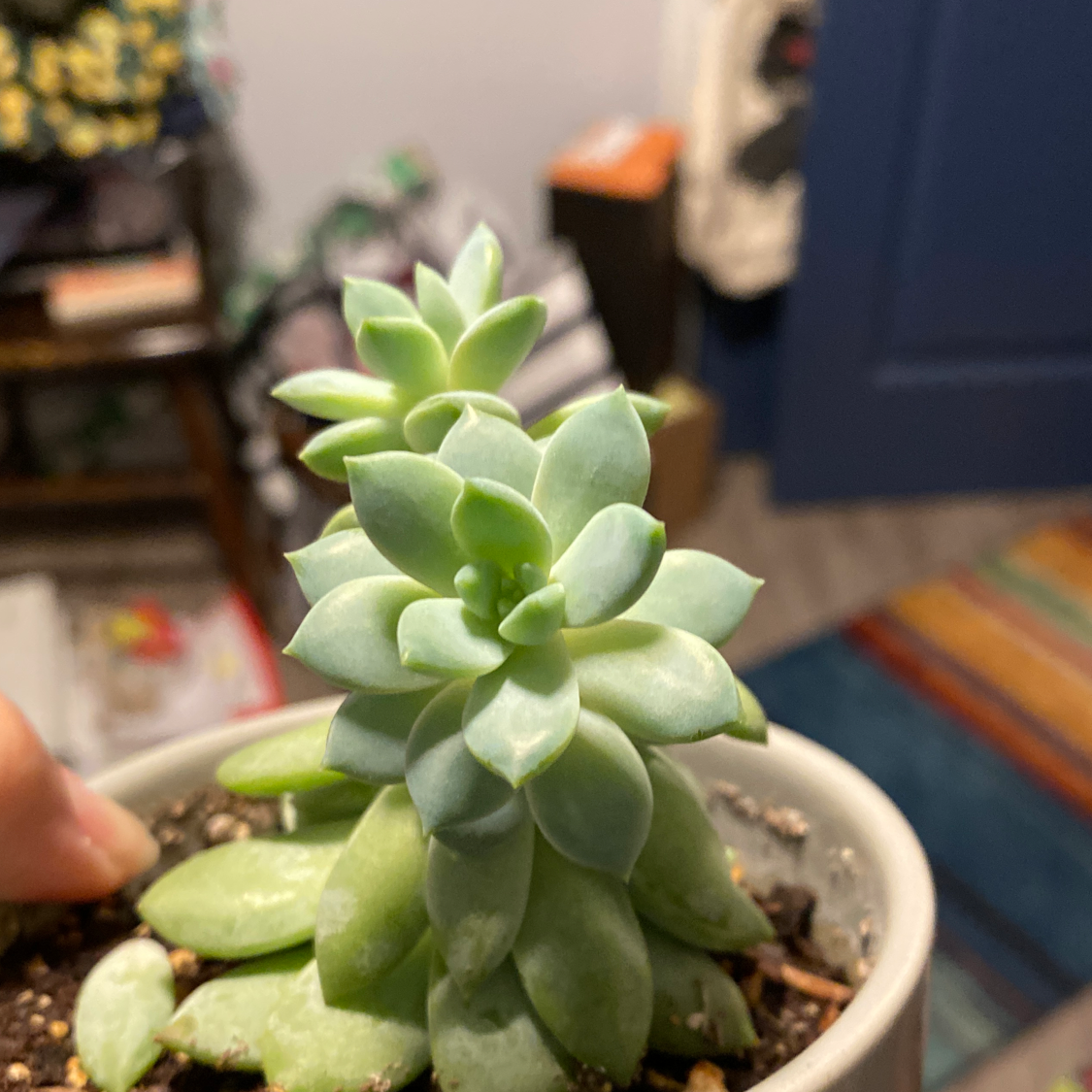 Photo of the plant species Echeveria 'Aphrodite' by @Superplantlady named Siamese Twin bebes on Greg, the plant care app